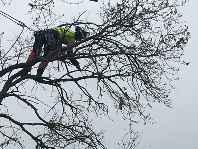 Trädbeskärning göteborg. Kontakta oss idag!