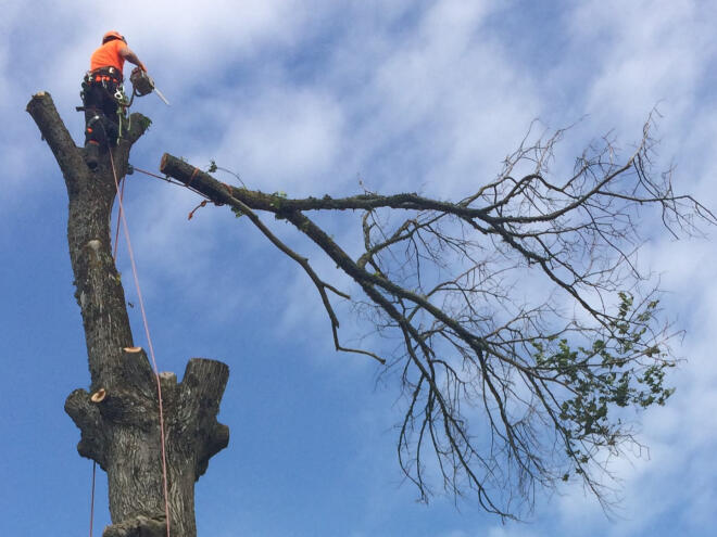 Trädfällning i Göteborg med omnejd.